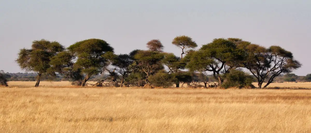 Steppenlandschaft in Botswana