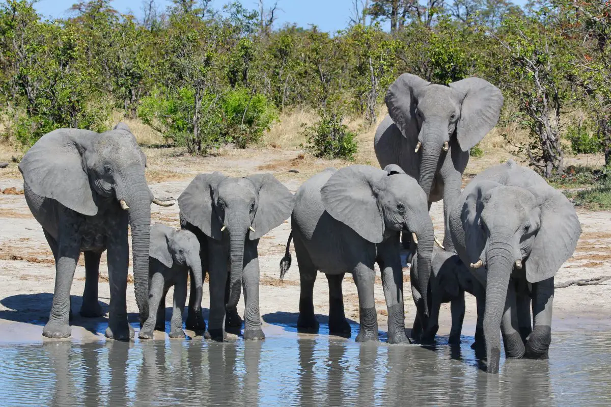 Elefanten in Botswana