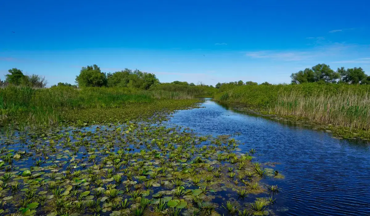 Foto vom Donaudelta