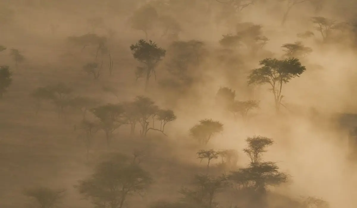 Tanzania - Bäume im Nebel