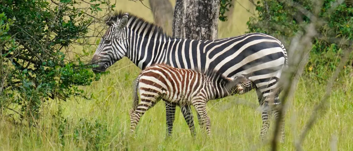 Zebras in Uganda